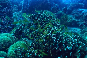 underwater-sponge-marine-life-coral-reef-underwater-scene-abstract-ocean-landscape-with-sponge_548821-14355